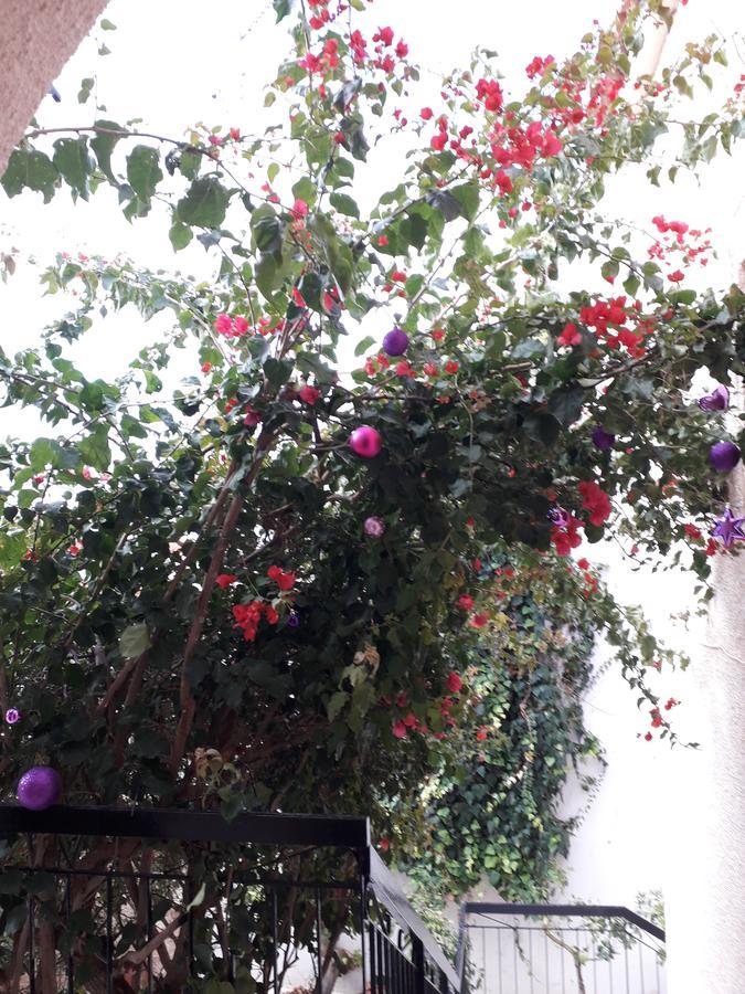 Aegina'S Flowers House Kültér fotó